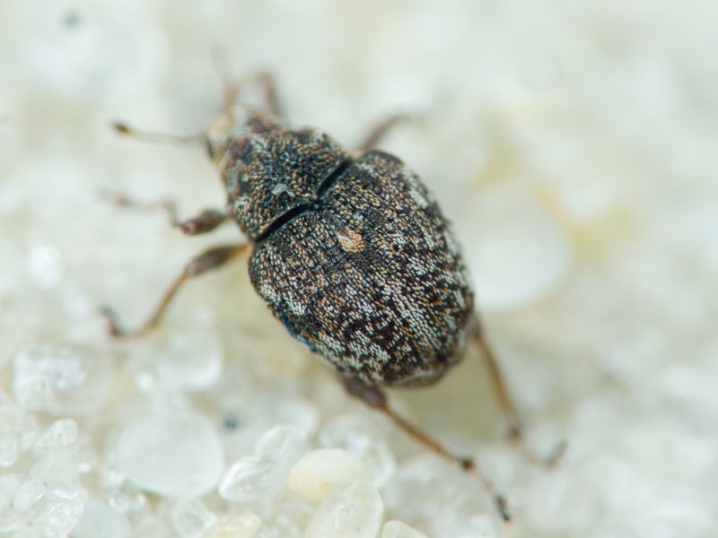 Rhinoncus bruchoides (Herbst, 1784)